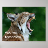 Yawning Bobcat Poster (Voorkant)