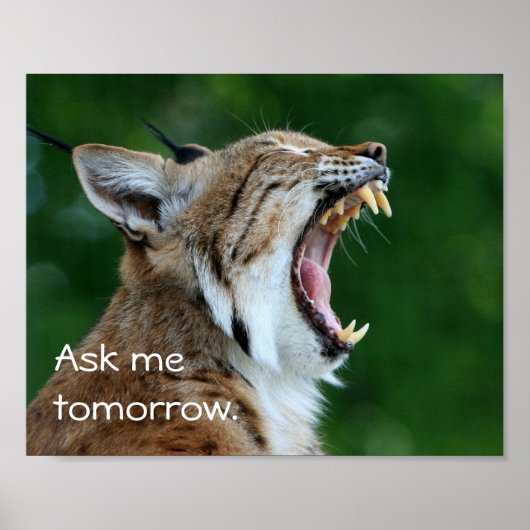 Yawning Bobcat Poster (Voorkant)