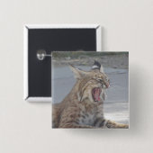 Yawning Bobcat Vierkante Button 5,1 Cm (Voorkant /achterkant)
