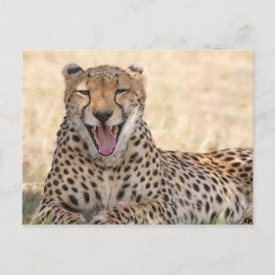 Yawning Cheetah Briefkaart