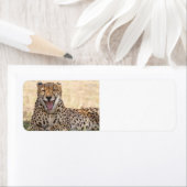 Yawning Cheetah Etiket (Insitu)