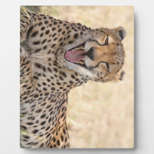 Yawning Cheetah Fotoplaat