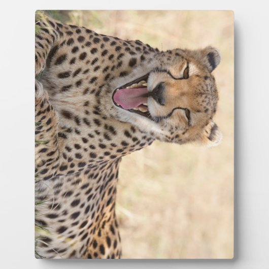 Yawning Cheetah Fotoplaat (Voorkant)