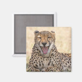Yawning Cheetah Magneet (Voorkant / Achterkant)
