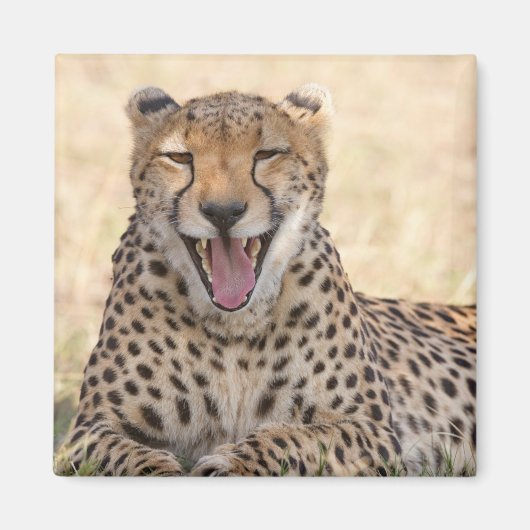 Yawning Cheetah Magneet (Voorkant)