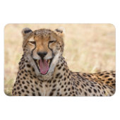 Yawning Cheetah Magneet (Horizontaal)