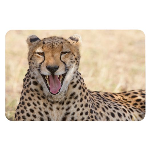 Yawning Cheetah Magneet (Horizontaal)