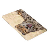 Yawning Cheetah Magneet (Rechterzijde)
