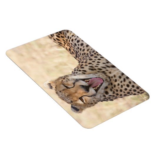 Yawning Cheetah Magneet (Rechterzijde)