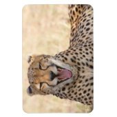 Yawning Cheetah Magneet (Verticaal)