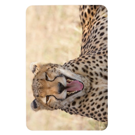 Yawning Cheetah Magneet (Verticaal)