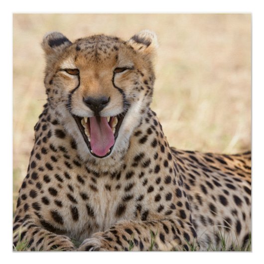 Yawning Cheetah Perfect Poster (Voorkant)
