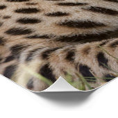 Yawning Cheetah Perfect Poster (Hoek)