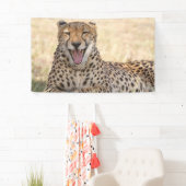 Yawning Cheetah Spandoek (Insitu)