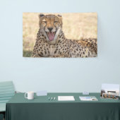 Yawning Cheetah Spandoek (Beurs)