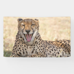 Yawning Cheetah Spandoek
