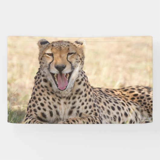 Yawning Cheetah Spandoek (Horizontaal)