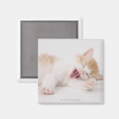 Yawning Kitten op de witte achtergrond. Magneet (Voorkant / Achterkant)