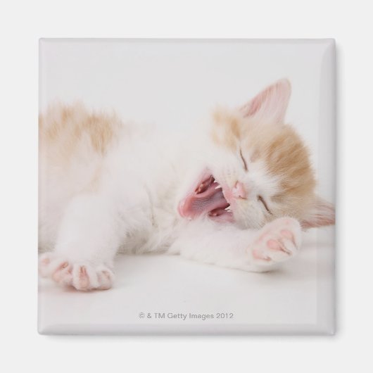 Yawning Kitten op de witte achtergrond. Magneet (Voorkant)