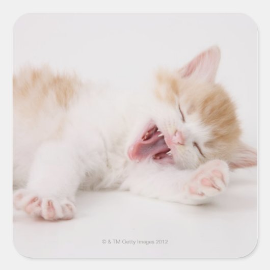 Yawning Kitten op de witte achtergrond. Vierkante Sticker (Voorkant)