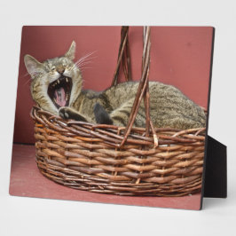 Yawning Kitty Cat Fotoplaat