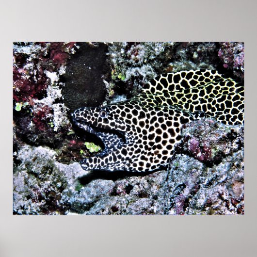 Yawning Leopard Moray Poster (Voorkant)