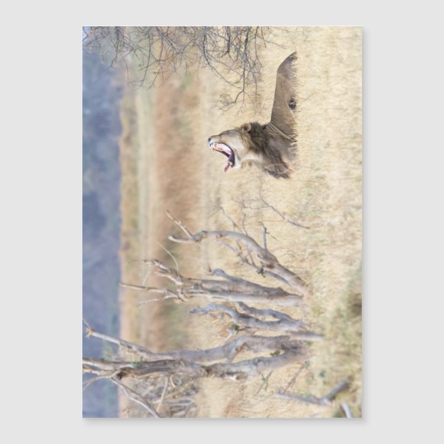 Yawning lion (Voorkant)