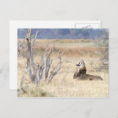 Yawning lion briefkaart (Voorkant / Achterkant)