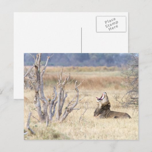 Yawning lion briefkaart (Voorkant / Achterkant)