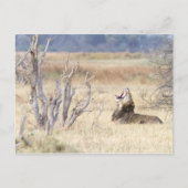 Yawning lion briefkaart (Voorkant)