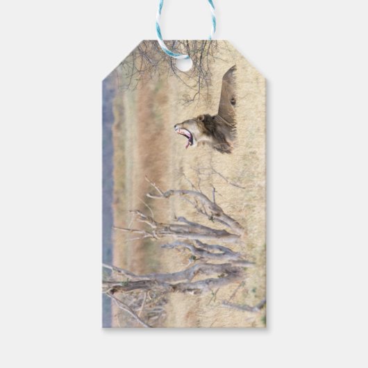 Yawning lion cadeaulabel (Voorkant)