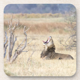 Yawning lion drankjes onderzetter