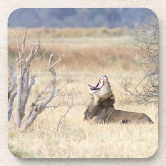 Yawning lion drankjes onderzetter (Voorkant)