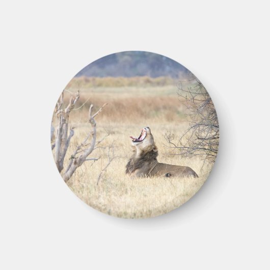 Yawning lion magneet (Voorkant)