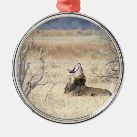 Yawning lion metalen ornament (Voorkant)