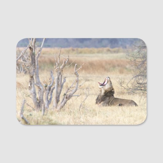 Yawning lion naamplaatje (Voorkant)