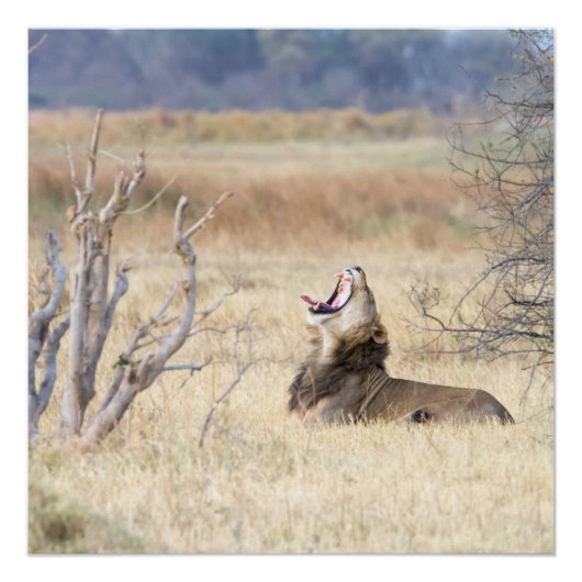 Yawning lion perfect poster (Voorkant)