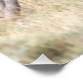 Yawning lion perfect poster (Hoek)