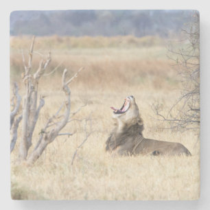 Yawning lion stenen onderzetter