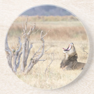 Yawning lion zandsteen onderzetter