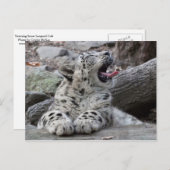 Yawning Snow Leopard Cub Briefkaart (Voorkant / Achterkant)