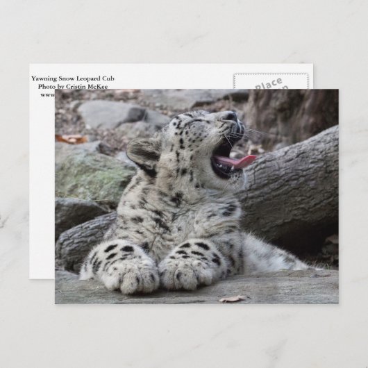 Yawning Snow Leopard Cub Briefkaart (Voorkant / Achterkant)