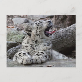 Yawning Snow Leopard Cub Briefkaart