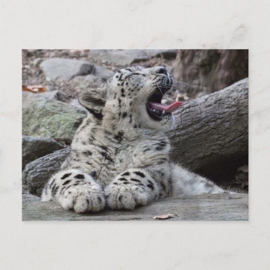 Yawning Snow Leopard Cub Briefkaart (Voorkant)