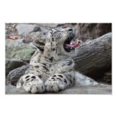 Yawning Snow Leopard Cub Foto Afdruk (Voorkant)