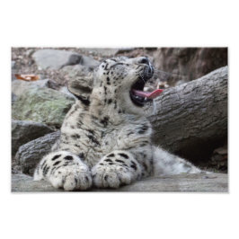 Yawning Snow Leopard Cub Foto Afdruk