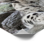 Yawning Snow Leopard Cub Poster (Hoek)