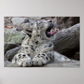 Yawning Snow Leopard Cub Poster (Voorkant)