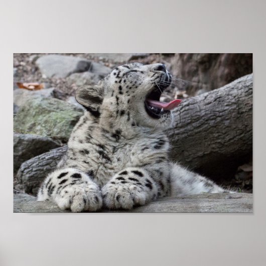 Yawning Snow Leopard Cub Poster (Voorkant)