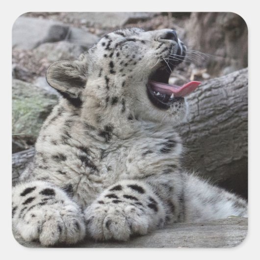 Yawning Snow Leopard Cub Vierkante Sticker (Voorkant)